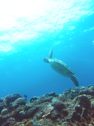 沖縄ダイビング