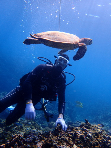 慶良間体験ダイビング