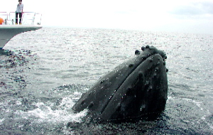 ����z�G�[���E�H�b�`���O