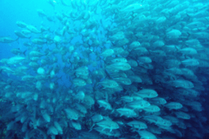 ���ꉓ���_�C�r���O