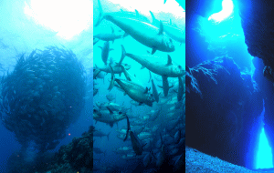 沖縄遠征ダイビング詳細