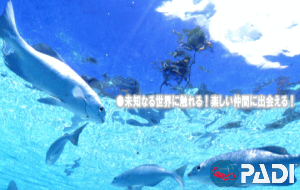 ����_�C�r���O���C�Z���Xtop