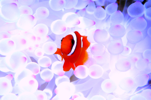 沖縄午前・午後ダイビング