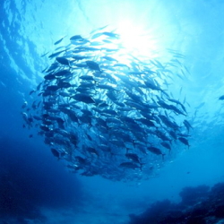 沖縄ダイビングショップ