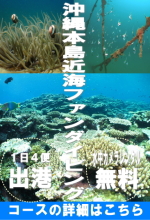 沖縄半日ダイビング