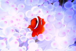 沖縄ダイビングショップ